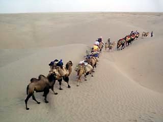  camel caravan